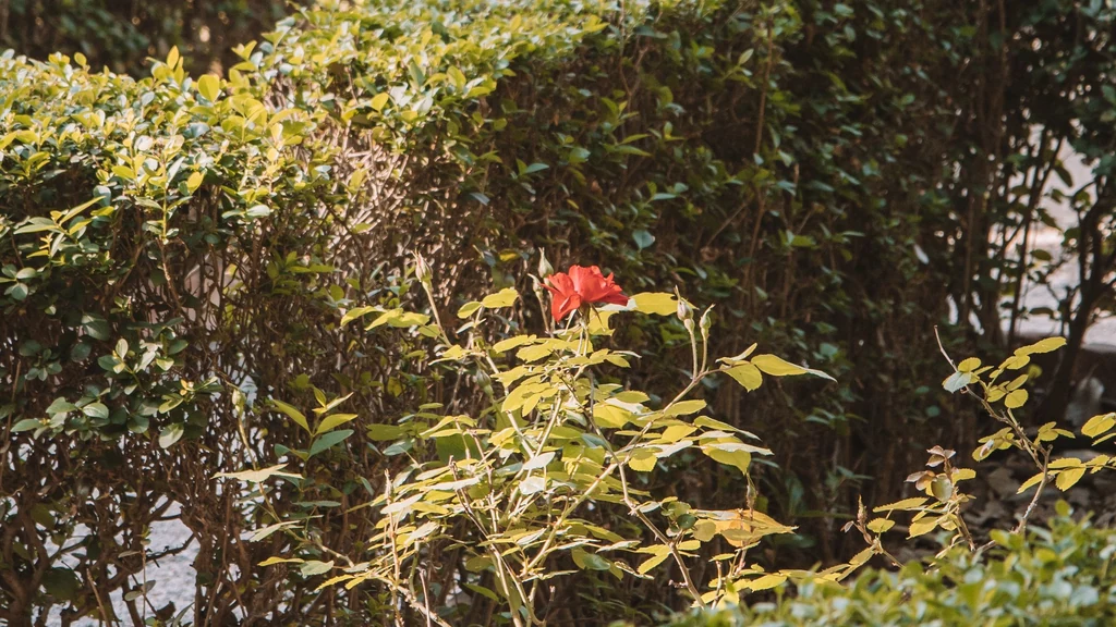 Grünpflege Stein – Standard Reinigung Grünpflege in Stein – Symbolfoto: Gepflegte grüne Hecken in einer Gartenanlage.